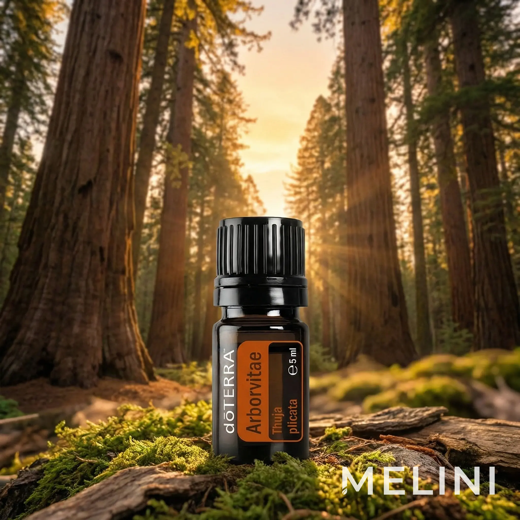 doTERRA Arborvitae 5ml