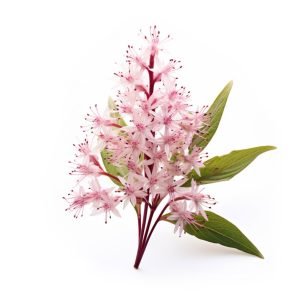 spikenard essential oil