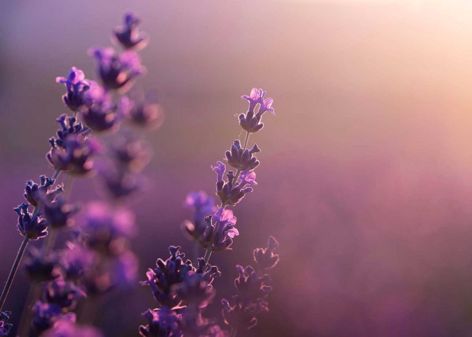 what is doTERRA